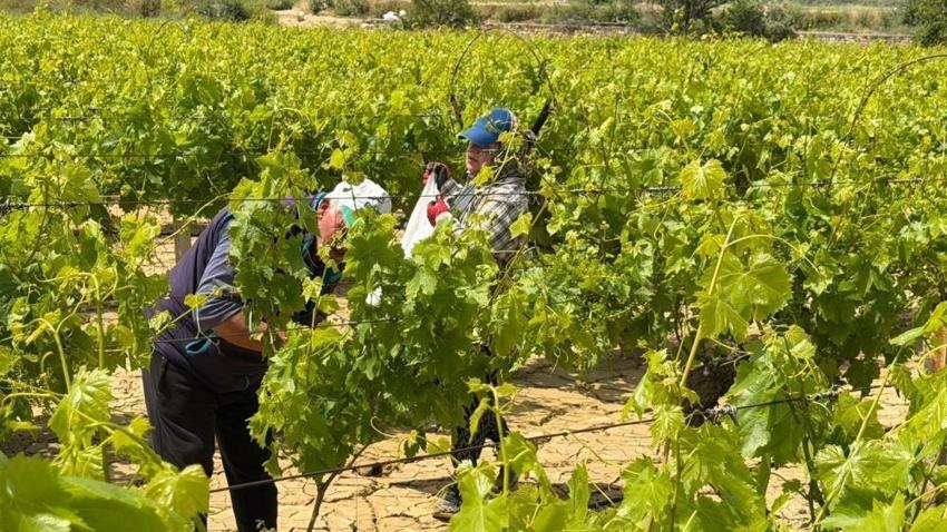 Denizli'de hasat başladı! Talebe yetişilemiyor: Kışlıkçılar sıraya girdi
