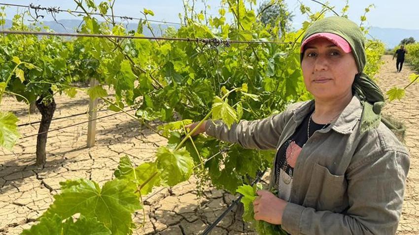 Denizli'de hasat başladı! Talebe yetişilemiyor: Kışlıkçılar sıraya girdi