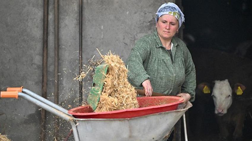 Düzce'de girişimci kadın zoru başardı! 5 inekle başladı şimdi çiftliği var