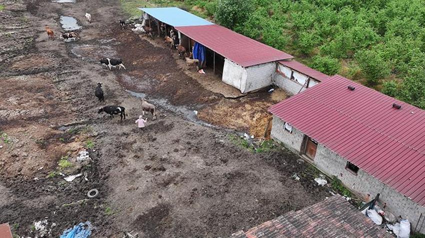 Düzce'de girişimci kadın zoru başardı! 5 inekle başladı şimdi çiftliği var