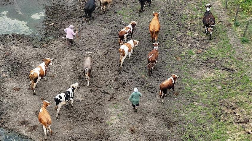 Düzce'de girişimci kadın zoru başardı! 5 inekle başladı şimdi çiftliği var