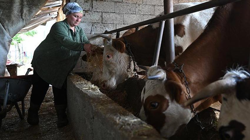 Düzce'de girişimci kadın zoru başardı! 5 inekle başladı şimdi çiftliği var