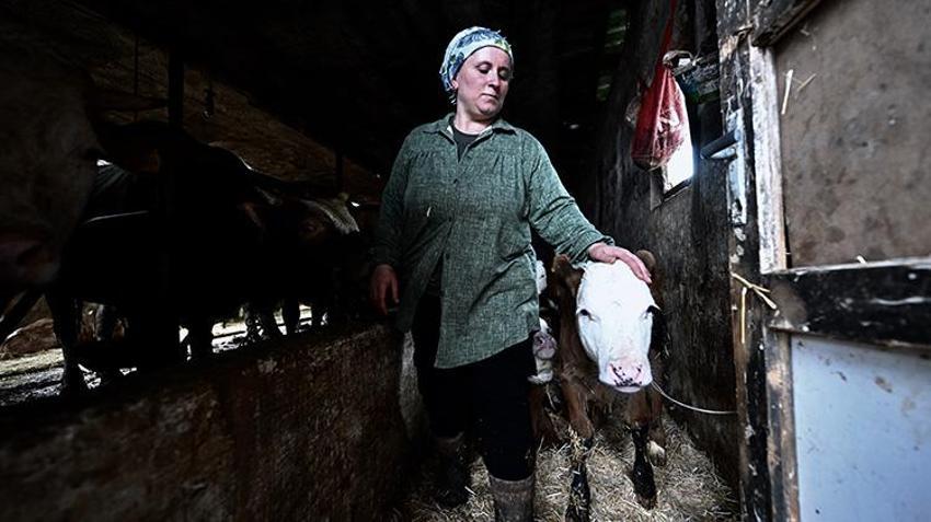 Düzce'de girişimci kadın zoru başardı! 5 inekle başladı şimdi çiftliği var