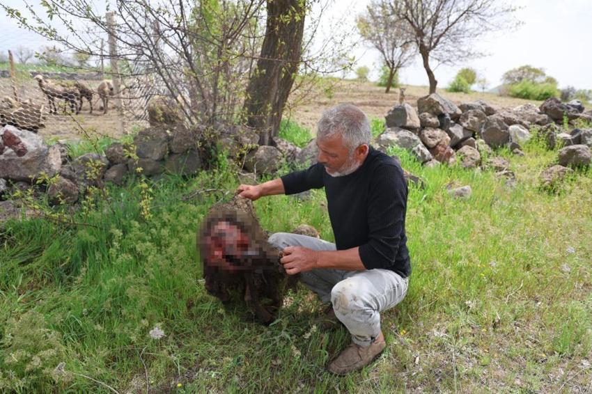Nevşehir’de ağıla giren kurtlar 40 koyunu telef etti!
