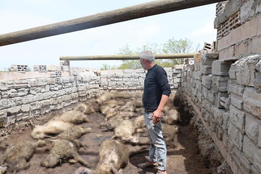 Nevşehir’de ağıla giren kurtlar 40 koyunu telef etti!