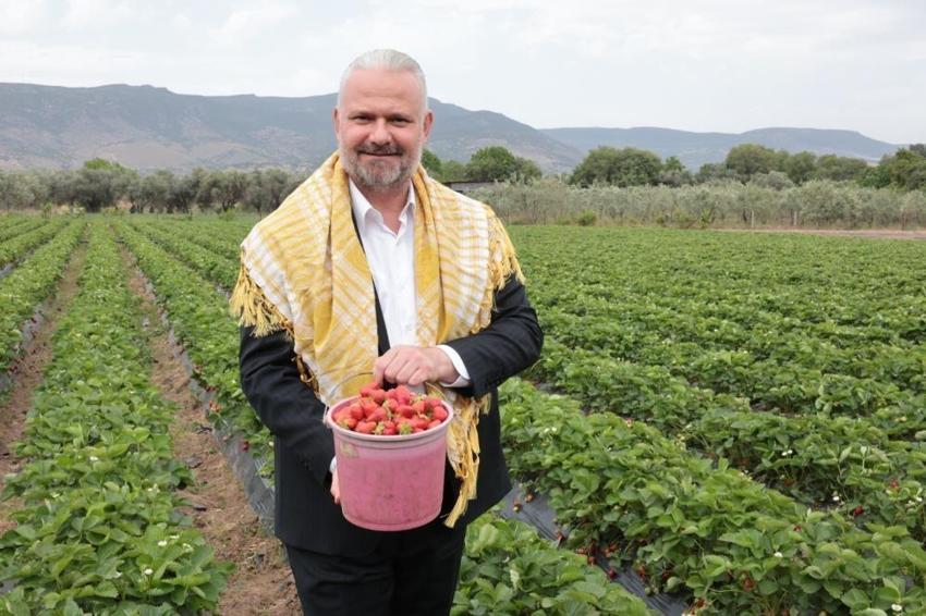 Menemen'in en lezzetli festivali için geri sayım başladı! Emiralem çileği için festival zamanı