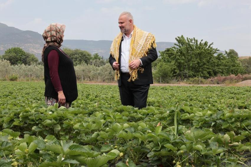 Menemen'in en lezzetli festivali için geri sayım başladı! Emiralem çileği için festival zamanı