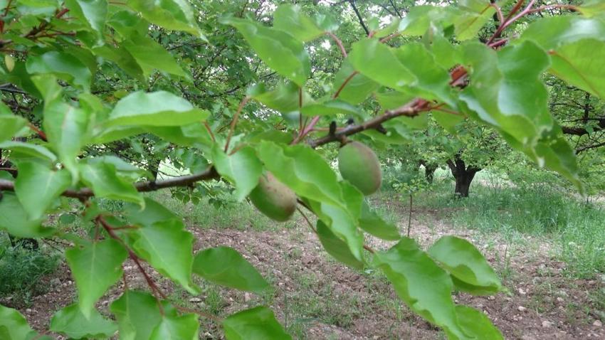 Malatya kayısısında zirai don ve iklim şartları verim beklentisini düşürdü!