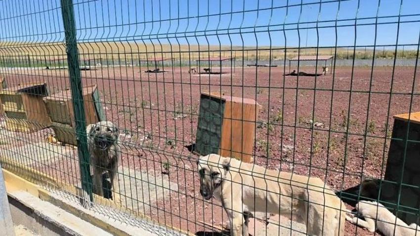 Konya'da barınak için 20 bin metrekarelik dev alan! Konum belli oldu