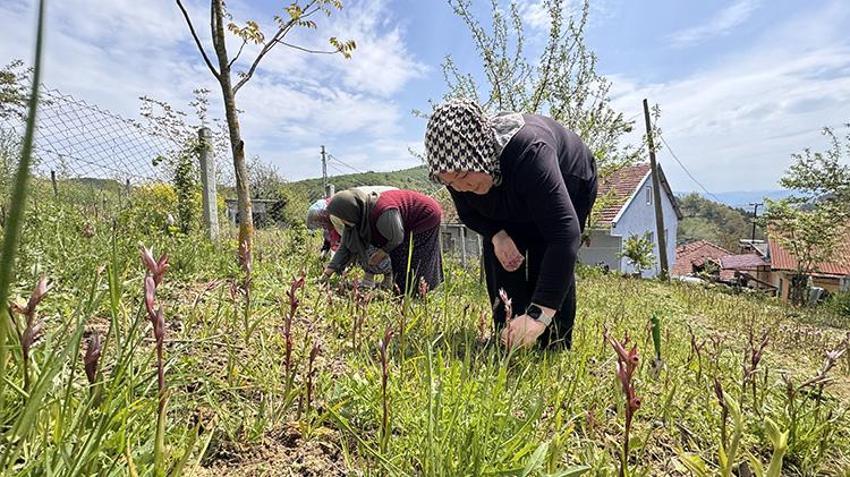 Doğa yürüyüşünde gördüğü çiçek geçim kaynağı oldu: 3 dönümde 600 kilo 'beyaz altın' yetiştirdi