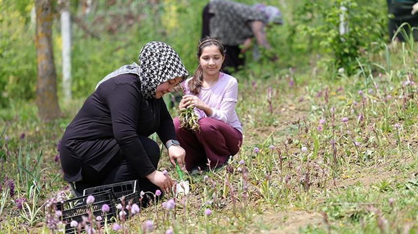 Doğa yürüyüşünde gördüğü çiçek geçim kaynağı oldu: 3 dönümde 600 kilo 'beyaz altın' yetiştirdi