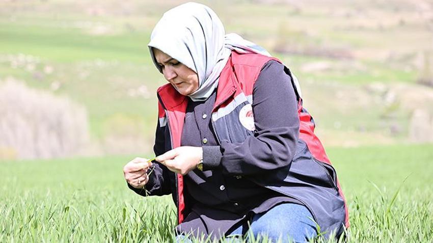 Sivas Valiliği çiftçiyi uyardı! Yağışlar nedeniyle tarımda 'sarı pas' alarmı