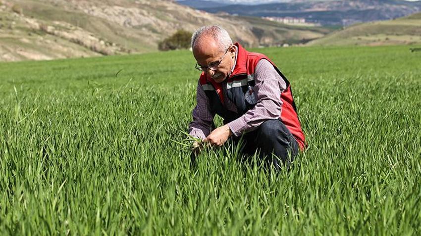 Sivas Valiliği çiftçiyi uyardı! Yağışlar nedeniyle tarımda 'sarı pas' alarmı