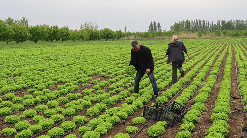 Şehri bırakıp köye döndüler, 150 dönümde dev bir üretim üssü kurdular: 30 aileye maaş ödüyorlar