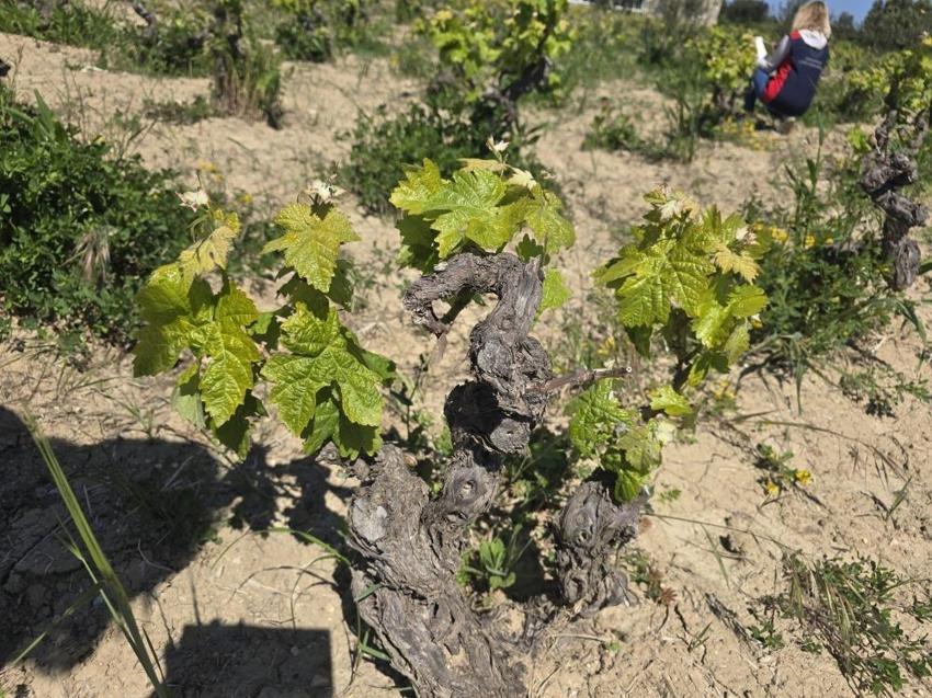 Çanakkale'de toprakta bulundu: Üretici hastalığı bildirdi!