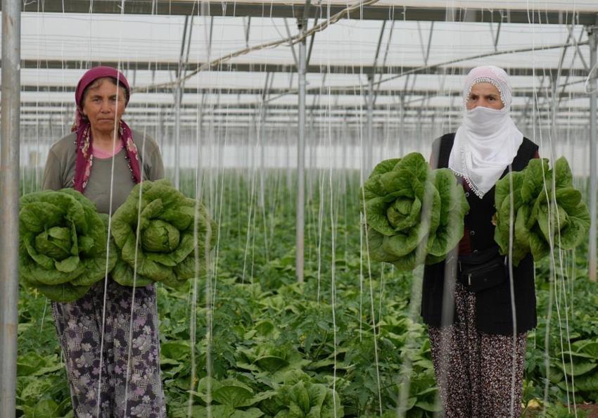 Erzincan seralarında hasat mesaisi başladı! Üretici verimden memnun