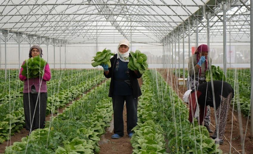 Erzincan seralarında hasat mesaisi başladı! Üretici verimden memnun