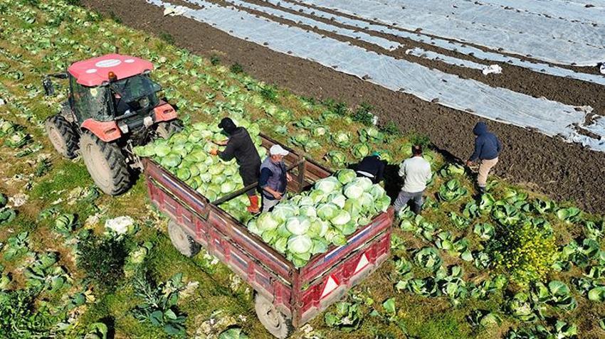Samsun'da hasat sona eriyor! Tarlada fiyatlar ikiye katlandı: Rusya dahil birçok ülkeye satılıyor