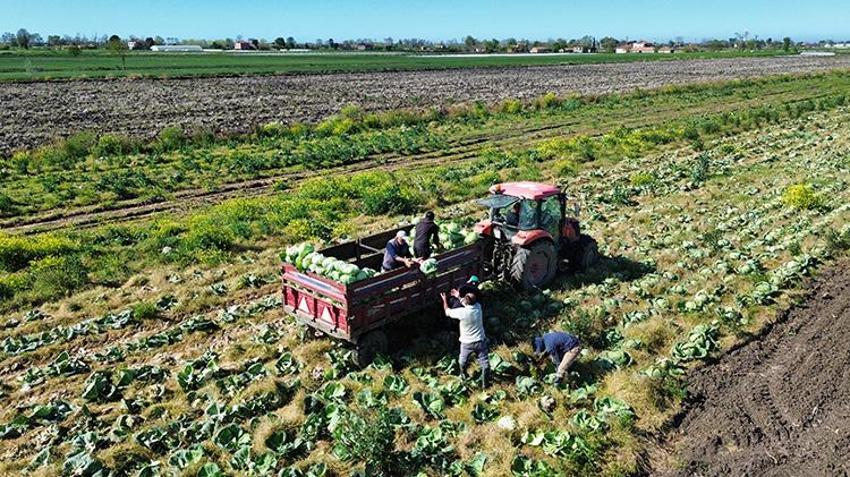 Samsun'da hasat sona eriyor! Tarlada fiyatlar ikiye katlandı: Rusya dahil birçok ülkeye satılıyor