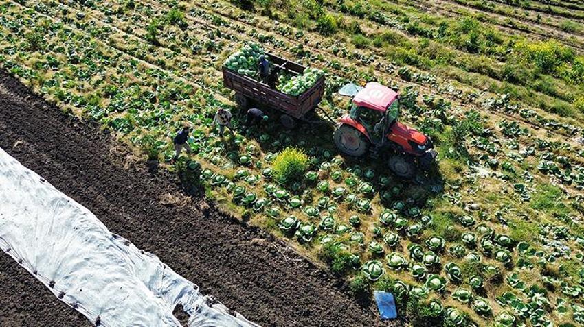 Samsun'da hasat sona eriyor! Tarlada fiyatlar ikiye katlandı: Rusya dahil birçok ülkeye satılıyor