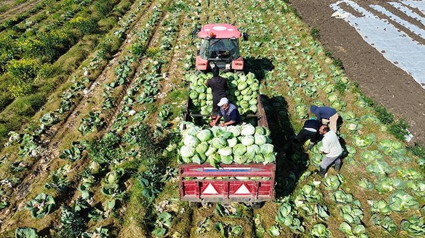 Samsun'da hasat sona eriyor! Tarlada fiyatlar ikiye katlandı: Rusya dahil birçok ülkeye satılıyor