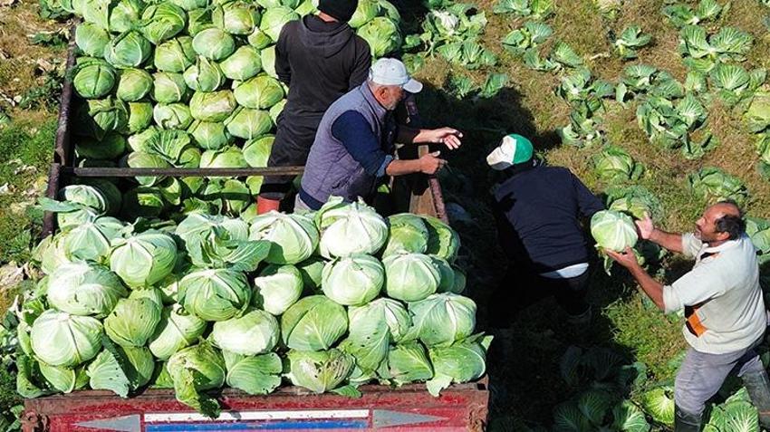 Samsun'da hasat sona eriyor! Tarlada fiyatlar ikiye katlandı: Rusya dahil birçok ülkeye satılıyor