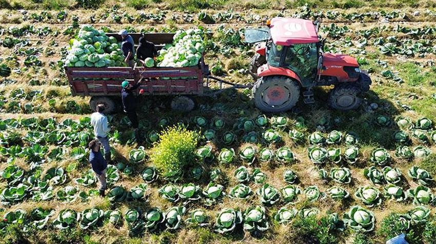 Samsun'da hasat sona eriyor! Tarlada fiyatlar ikiye katlandı: Rusya dahil birçok ülkeye satılıyor