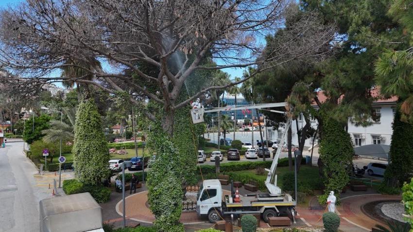 Alanya ormanlarında böcek alarmı! Akdeniz çam kabuk böceğine karşı feronom tuzaklı mücadele başladı