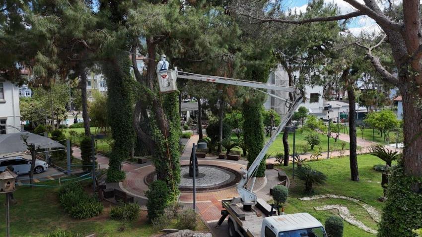 Alanya ormanlarında böcek alarmı! Akdeniz çam kabuk böceğine karşı feronom tuzaklı mücadele başladı