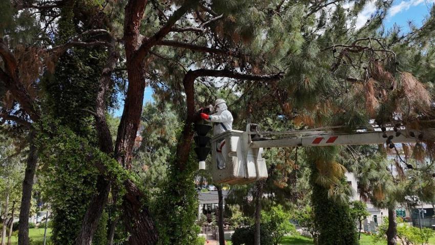 Alanya ormanlarında böcek alarmı! Akdeniz çam kabuk böceğine karşı feronom tuzaklı mücadele başladı