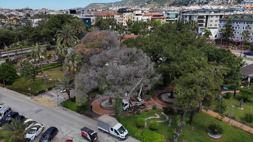 Alanya ormanlarında böcek alarmı! Akdeniz çam kabuk böceğine karşı feronom tuzaklı mücadele başladı