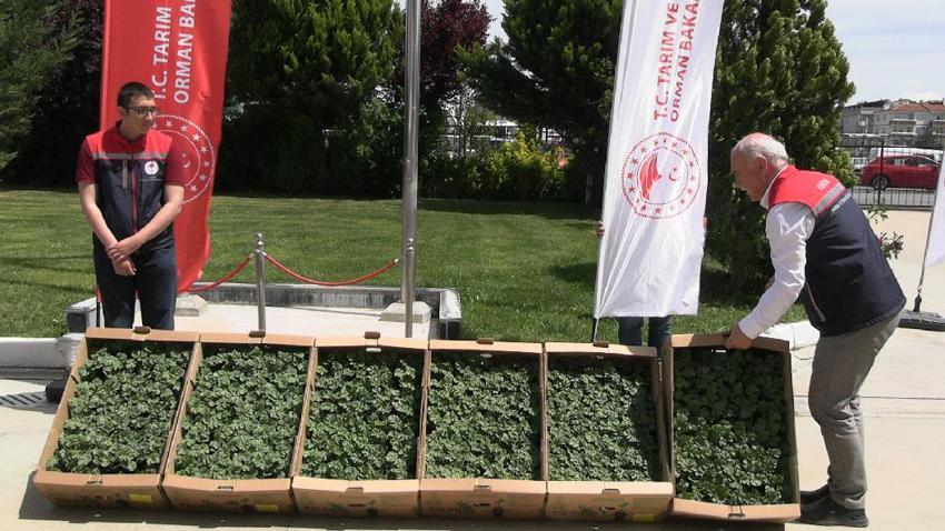 Edirne buğday, ayçiçeği ve çeltik ile Türkiye'de ilk sırada: 63 çiftçiye 60 bin fide dağıtıldı