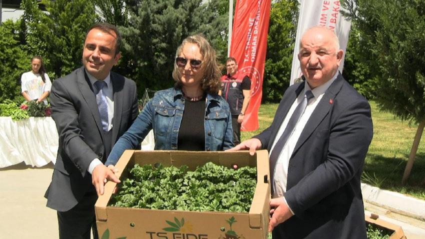 Edirne buğday, ayçiçeği ve çeltik ile Türkiye'de ilk sırada: 63 çiftçiye 60 bin fide dağıtıldı