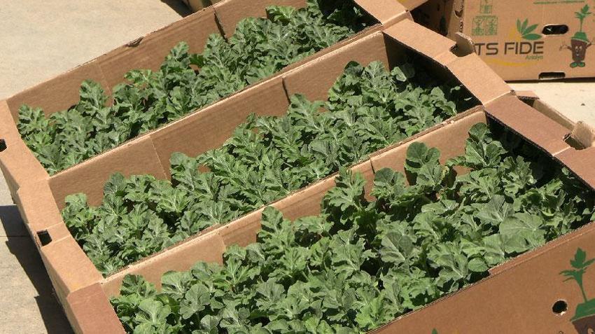 Edirne buğday, ayçiçeği ve çeltik ile Türkiye'de ilk sırada: 63 çiftçiye 60 bin fide dağıtıldı