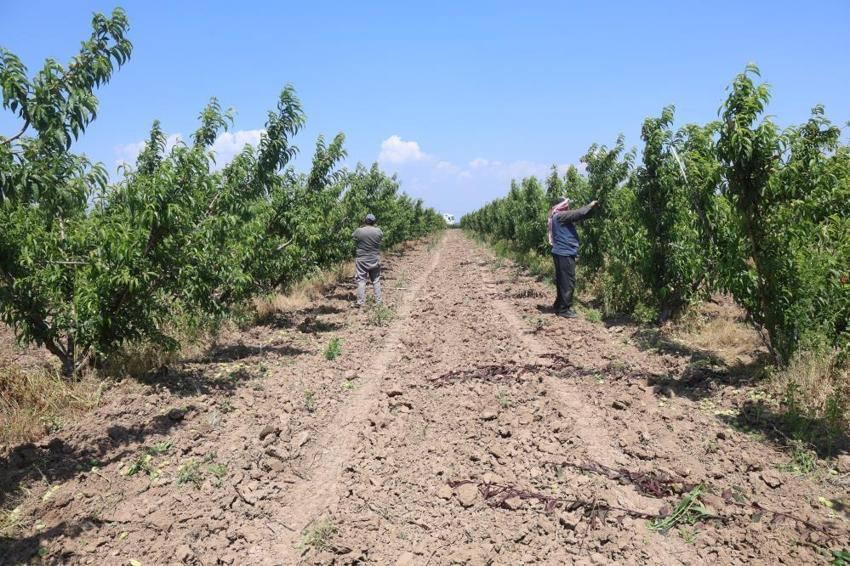 Amik Ovası’nda işçilerin yeni yevmiyesi belli oldu! 30 derece sıcaklıkta zorlu hasat başladı