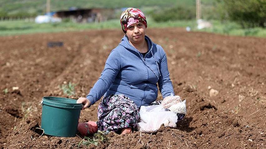 İstanbul'dan gelin geldi, köyün üretim lokomotifi oldu: Mesai gün doğmadan başlıyor!