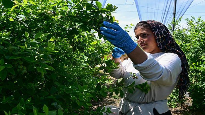 Saksıda yetişiyor, milyonlar kazandırıyor! 14 ülke sıraya girdi: Kapış kapış satılıyor