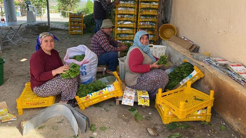 Üreticiye hasat öncesi ek gelir oldu! Mazot ve gübre parasını oradan çıkarıyorlar: Kilosu 80 TL, talep yağıyor