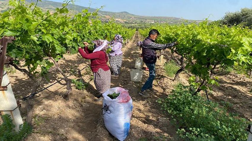 Üreticiye hasat öncesi ek gelir oldu! Mazot ve gübre parasını oradan çıkarıyorlar: Kilosu 80 TL, talep yağıyor