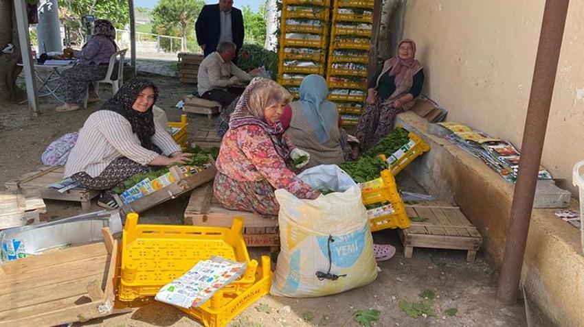 Üreticiye hasat öncesi ek gelir oldu! Mazot ve gübre parasını oradan çıkarıyorlar: Kilosu 80 TL, talep yağıyor