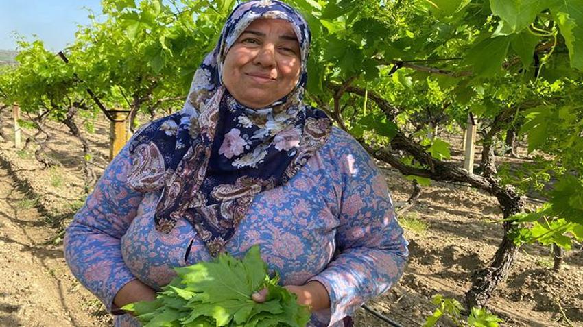 Üreticiye hasat öncesi ek gelir oldu! Mazot ve gübre parasını oradan çıkarıyorlar: Kilosu 80 TL, talep yağıyor