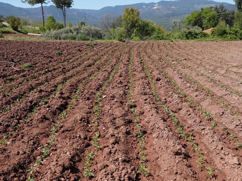 Denizli'de o meşhur tescilli üründe kritik dönem! Üreticiye can suyu oldu
