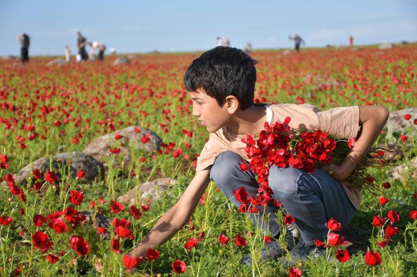 Siverek'te gelincik tarlaları doğaseverler ve fotoğraf tutkunlarının uğrak noktası haline geldi