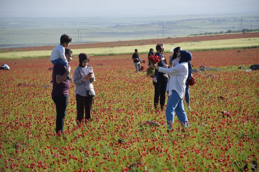 Siverek'te gelincik tarlaları doğaseverler ve fotoğraf tutkunlarının uğrak noktası haline geldi