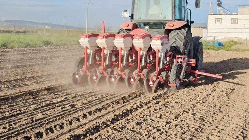 Adilcevaz Ovası’nda beyaz altın mesaisi başladı! Çiftçiler şafak vakti tarlalara indi: Yağışlar yüzleri güldürdü