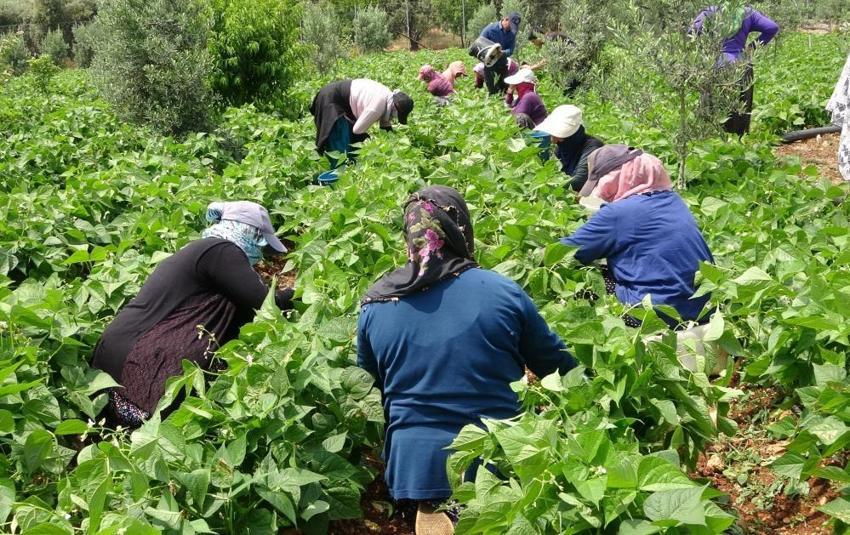 Mersin’de ‘Sarıkız’ hasadı heyecanı! Seradan sonra tarla da boş kalmadı! Kilogramı 100 TL'den satılmaya başlandı