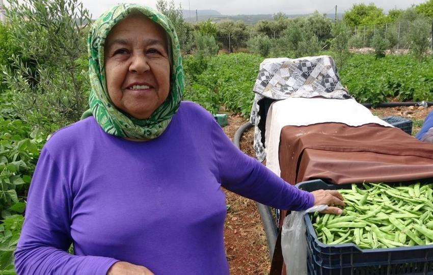 Mersin’de ‘Sarıkız’ hasadı heyecanı! Seradan sonra tarla da boş kalmadı! Kilogramı 100 TL'den satılmaya başlandı