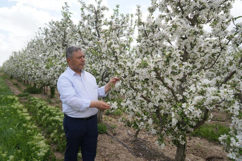 Elma fiyatlarında stok oyunu! Sektör temsilcisinden çarpıcı itiraf: Yok algısıyla fiyatlar yükseldi, tüccar ucuza satmıyor
