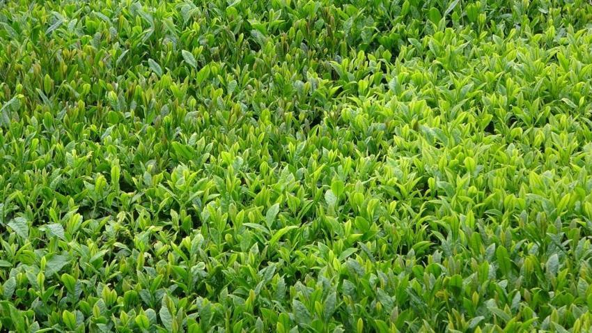 Karadeniz’de yeşil altın mesaisi başlıyor! Trabzon’da 2026 yaş çay sezonu dualarla açıldı: Hedef Gelecek Hafta Çarşamba