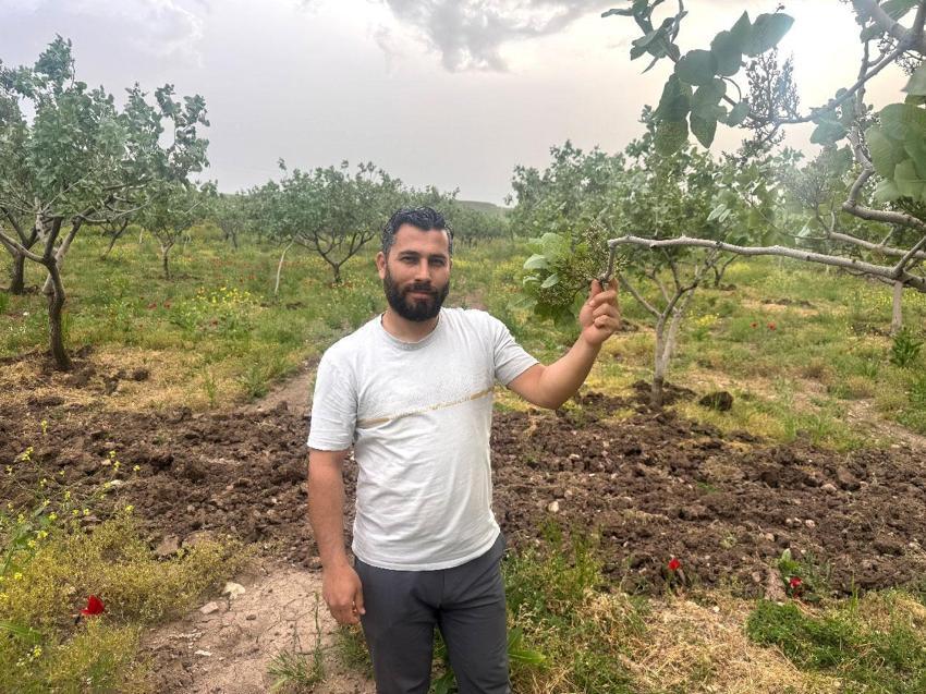 Türkiye'nin en önemli fıstık üretim merkezlerinden Siirt'te bereket yılı! Aşırı yağışlar nedeniyle rekolte ve talebin artması bekleniyor